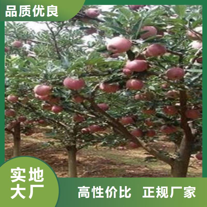 红富士苹果源头厂家量大价优