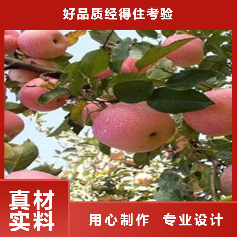 【红富士苹果嘎啦果大量现货供应】