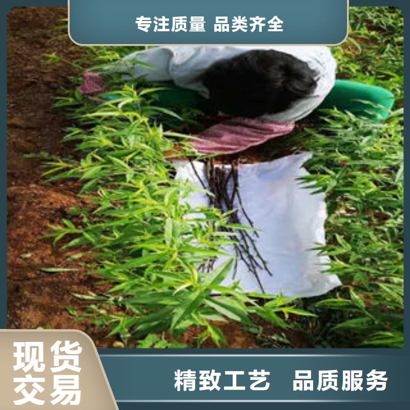 桃树苗梨树苗实拍品质保障