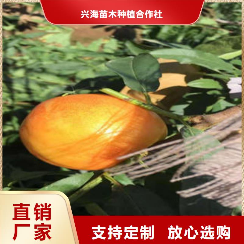桃树苗,板栗苗常年出售