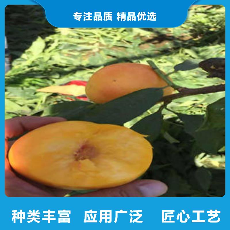 桃树苗苹果苗定制批发