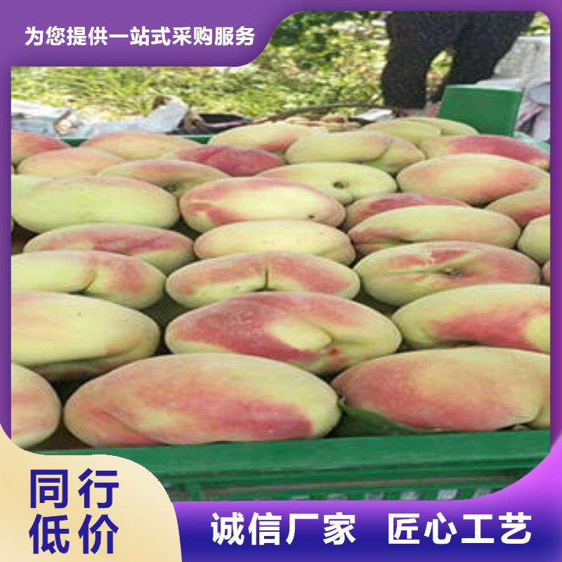 桃树苗工厂直销