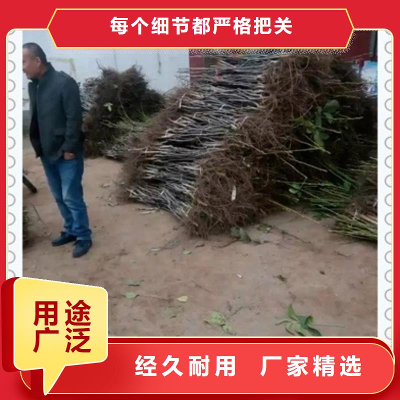 核桃苗用心做产品
