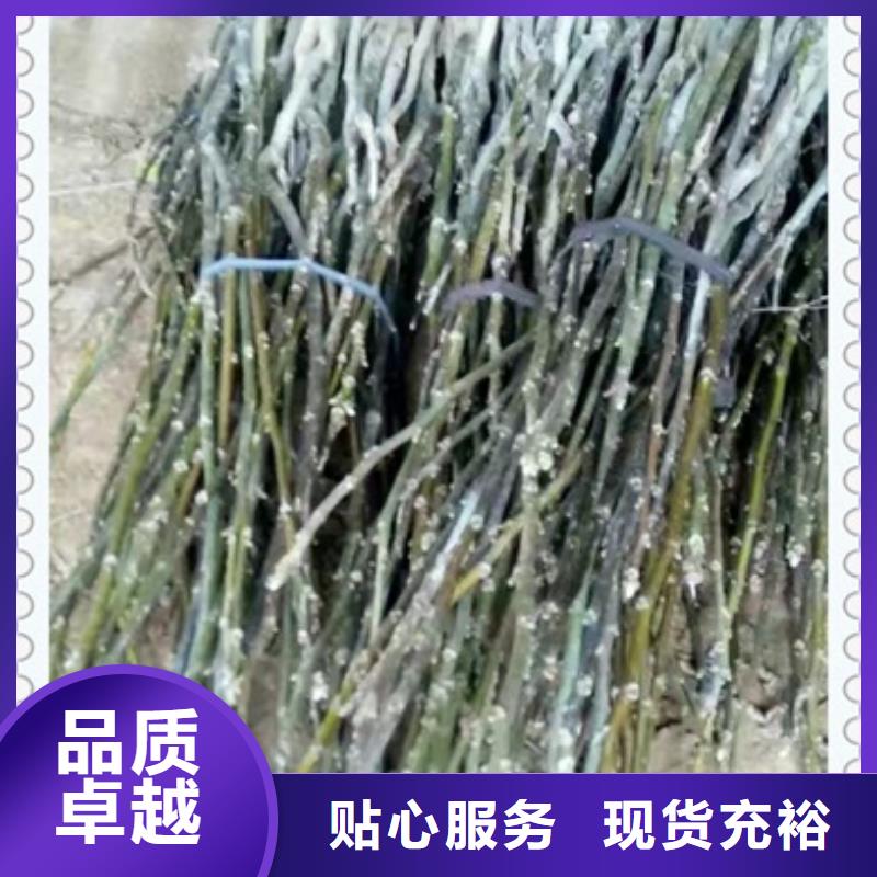 核桃苗用心做产品