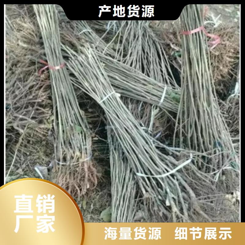 板栗苗量大更优惠