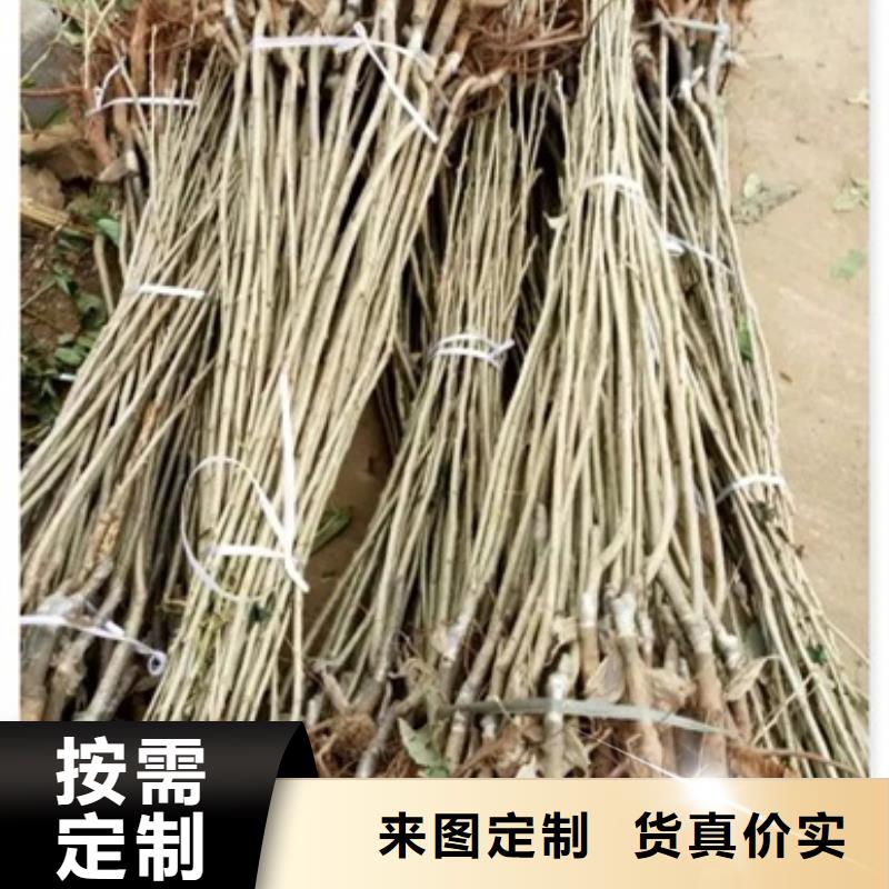 板栗苗量大更优惠