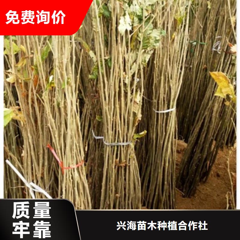 板栗苗葡萄苗追求细节品质