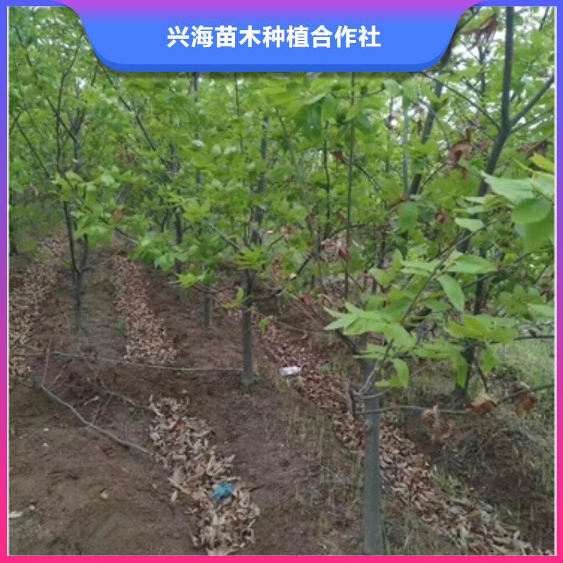 板栗苗山楂苗多年行业经验