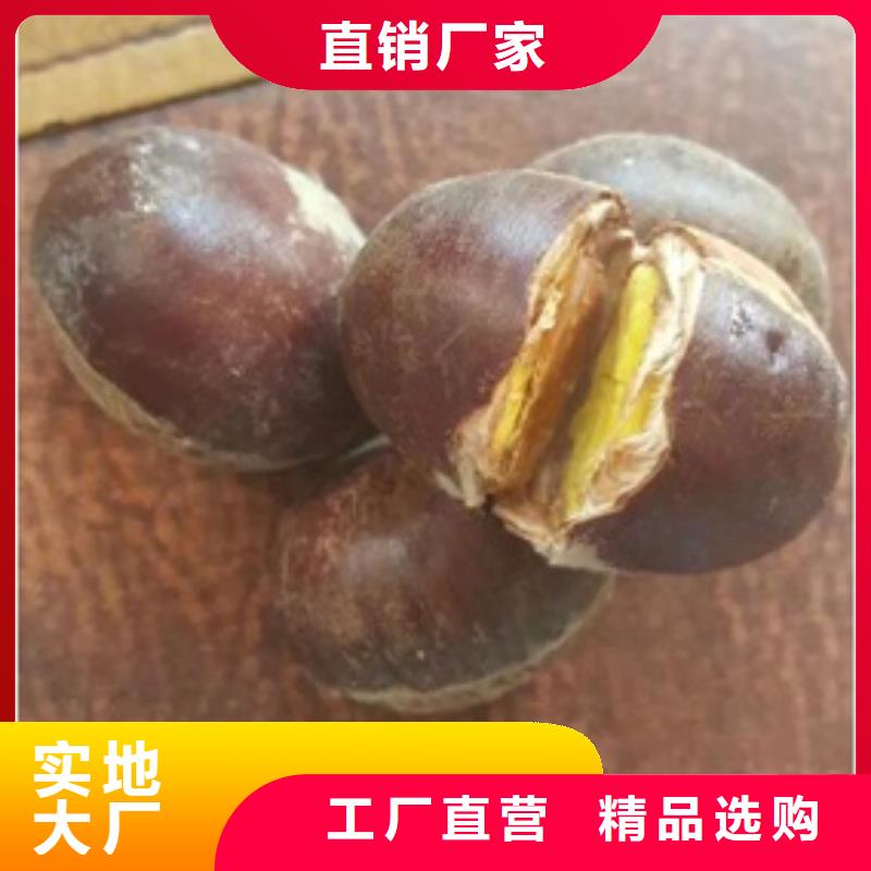 【板栗苗】梨树苗多年实力厂家