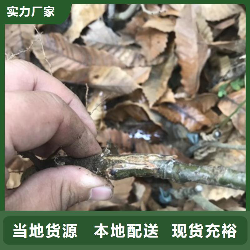 【板栗苗】梨树苗多年实力厂家