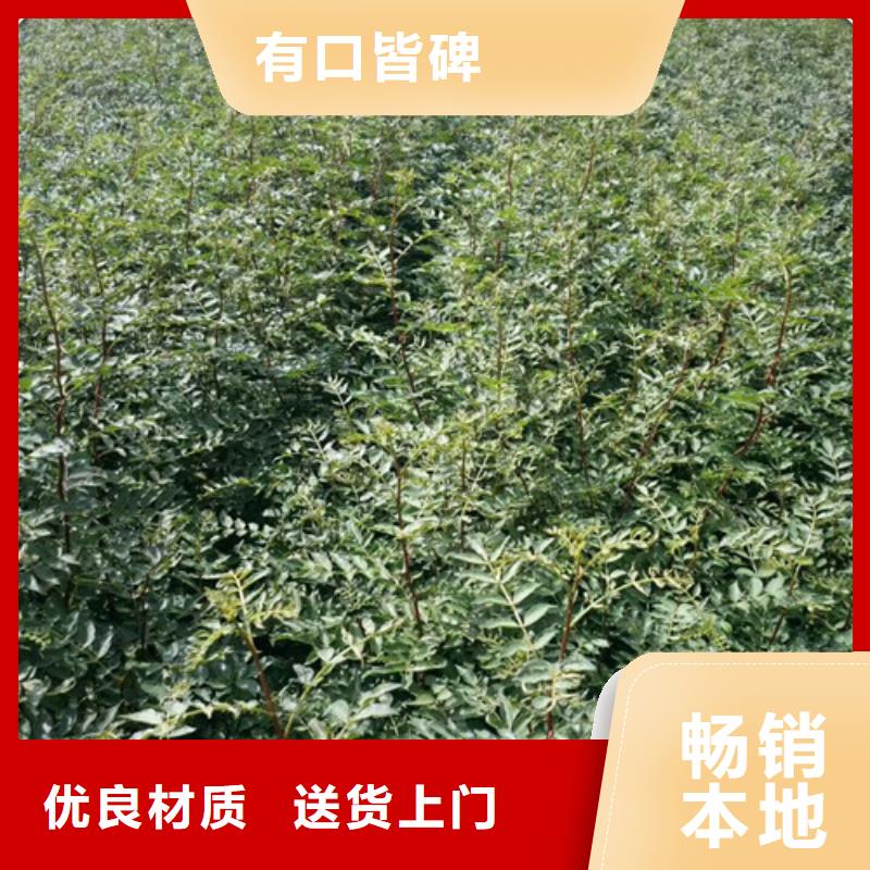 花椒苗-桃树苗大库存无缺货危机