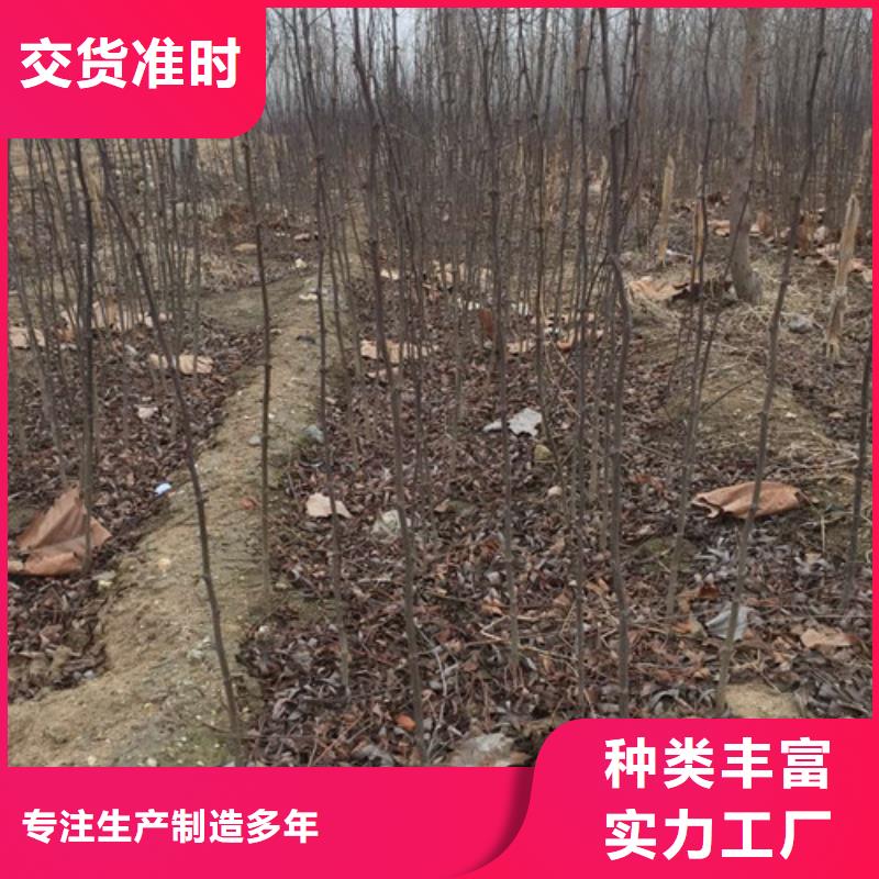 花椒苗-桃树苗大库存无缺货危机