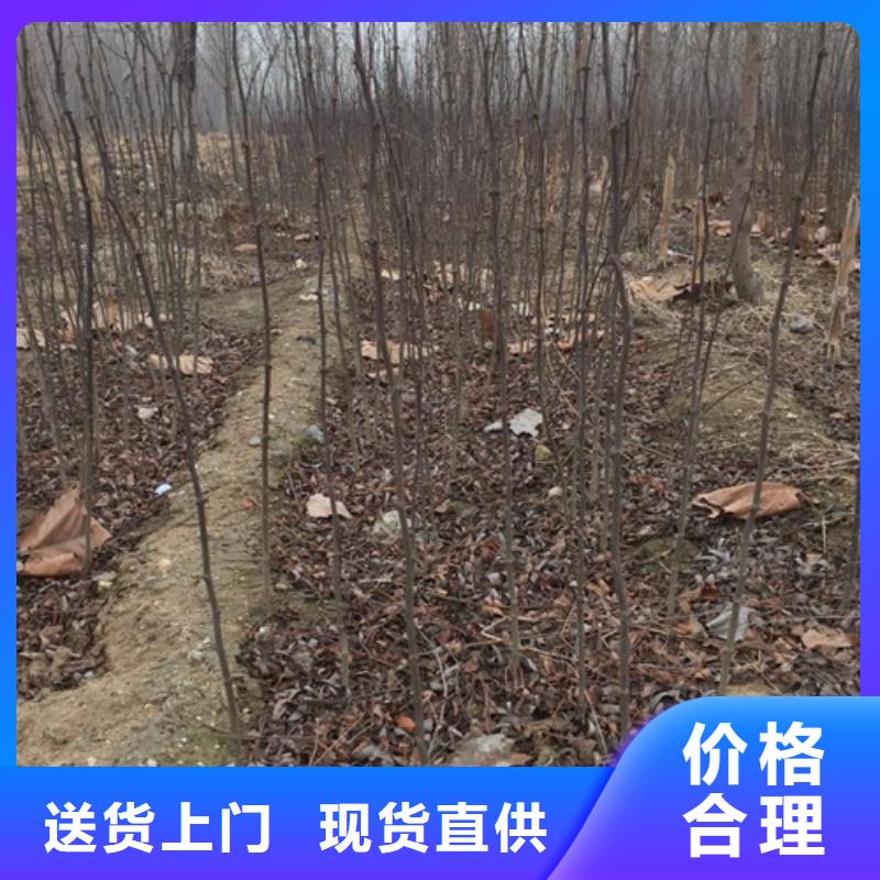 花椒苗核桃苗购买的是放心