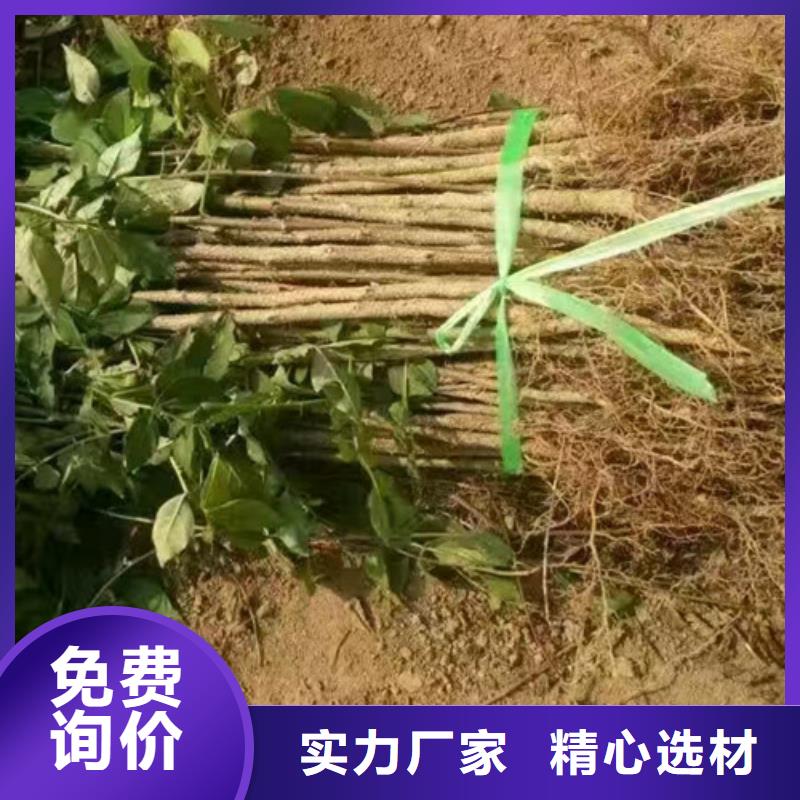 花椒苗【板栗苗】实时报价