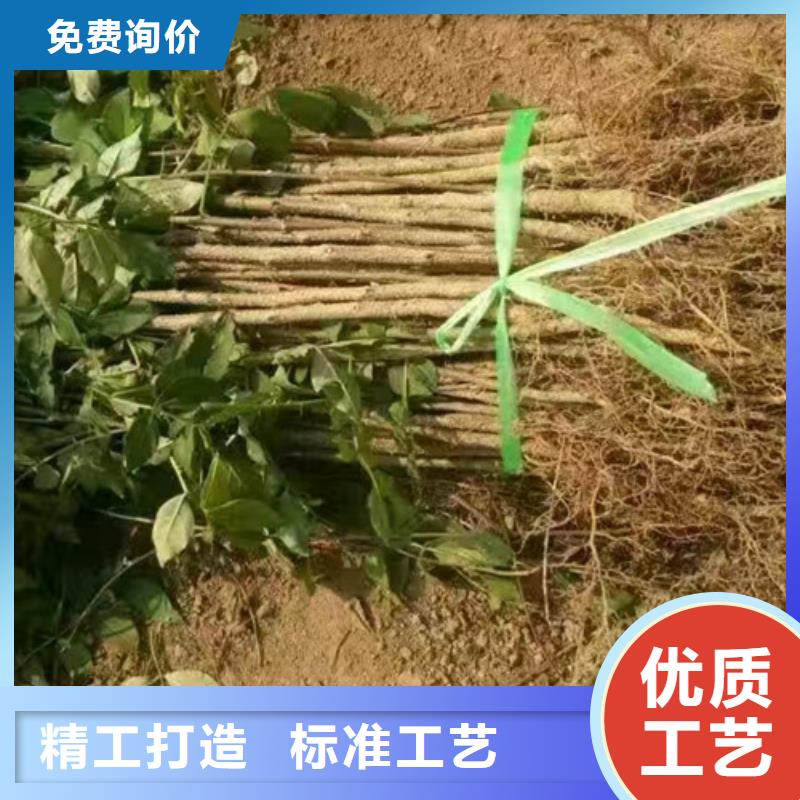 花椒苗桃树苗采购无忧