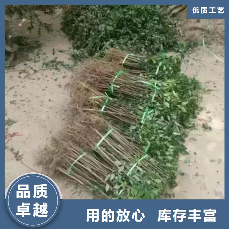 花椒苗-桃树苗大库存无缺货危机