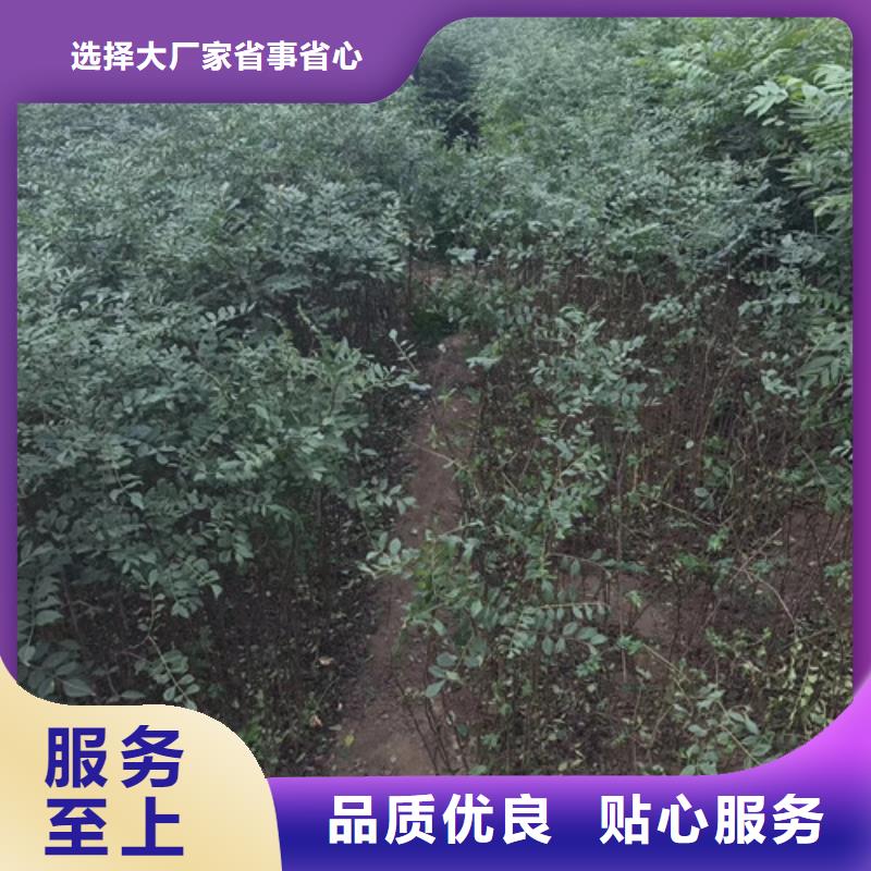 花椒苗买的放心