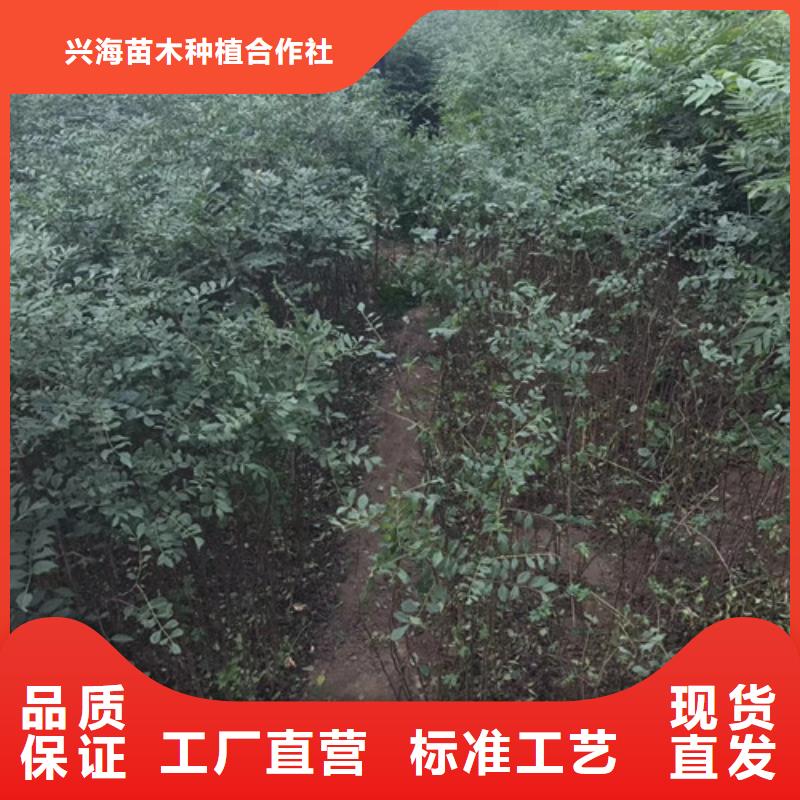 花椒苗【山楂苗】价格合理