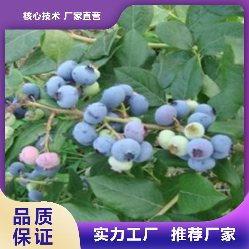 【蓝莓苗】板栗苗放心选购