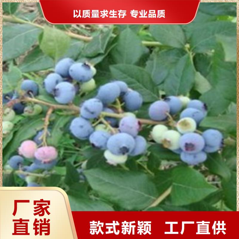 蓝莓苗李子苗精选货源