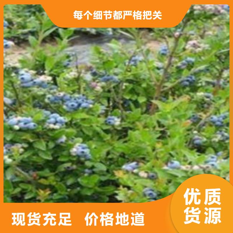 【蓝莓苗,梨树苗产地厂家直销】