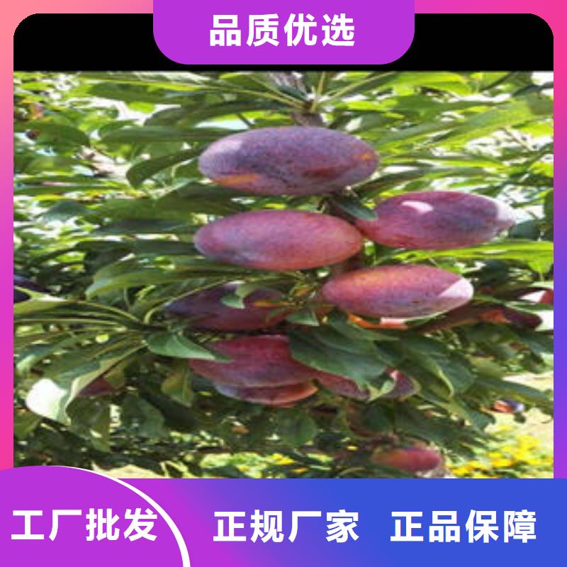李子苗蓝莓苗细节之处更加用心