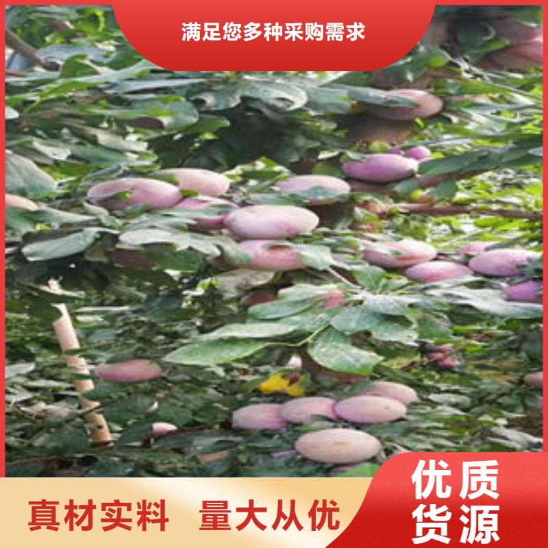 李子苗梨树苗注重细节