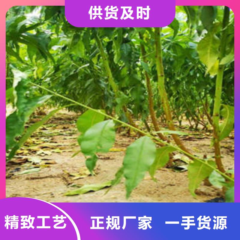 李子苗梨树苗质量层层把关