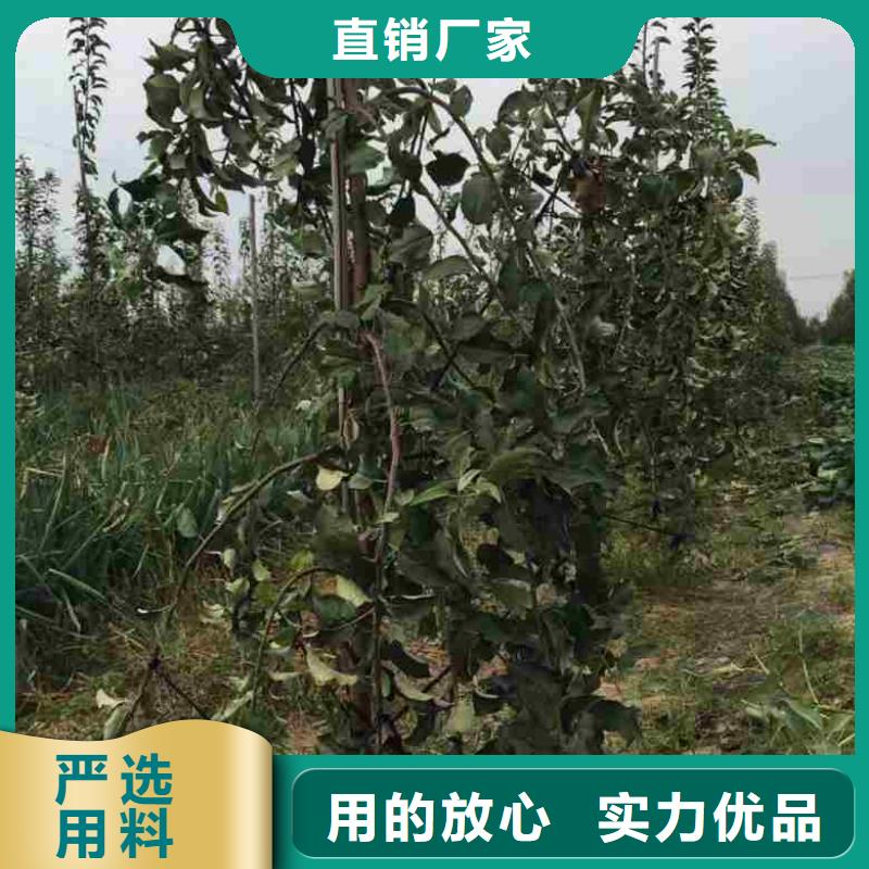 苹果苗【桃树苗】批发供应