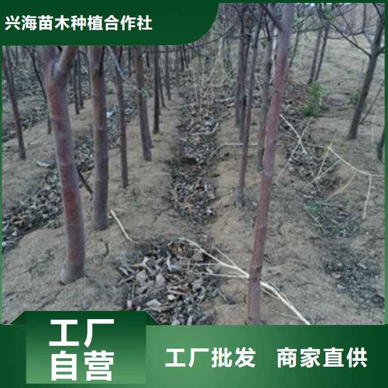 苹果苗梨树苗大库存无缺货危机