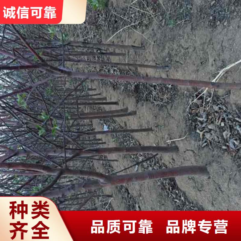 苹果苗梨树苗大库存无缺货危机