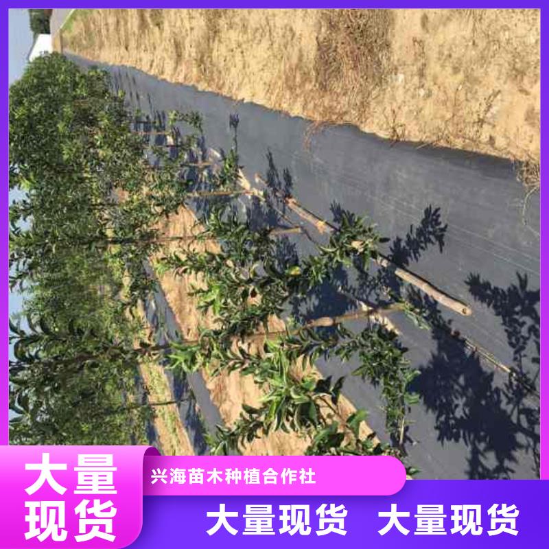 苹果苗-蓝莓苗质量牢靠