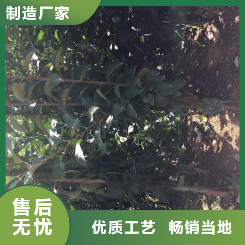 【苹果苗桃树苗质检合格出厂】