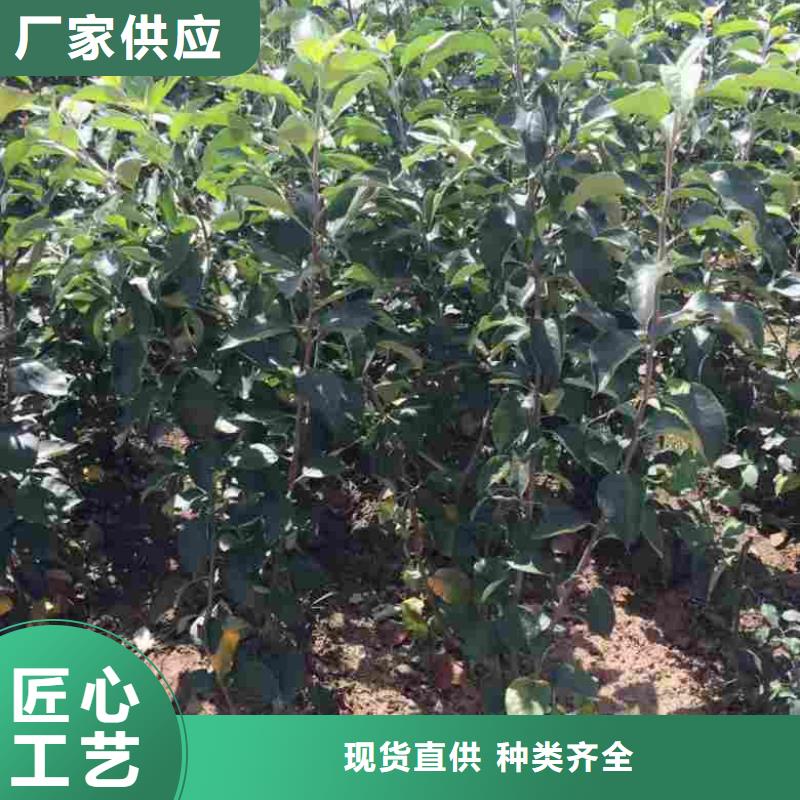 【苹果苗桃树苗质检合格出厂】