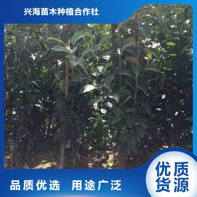 苹果苗梨树苗大库存无缺货危机