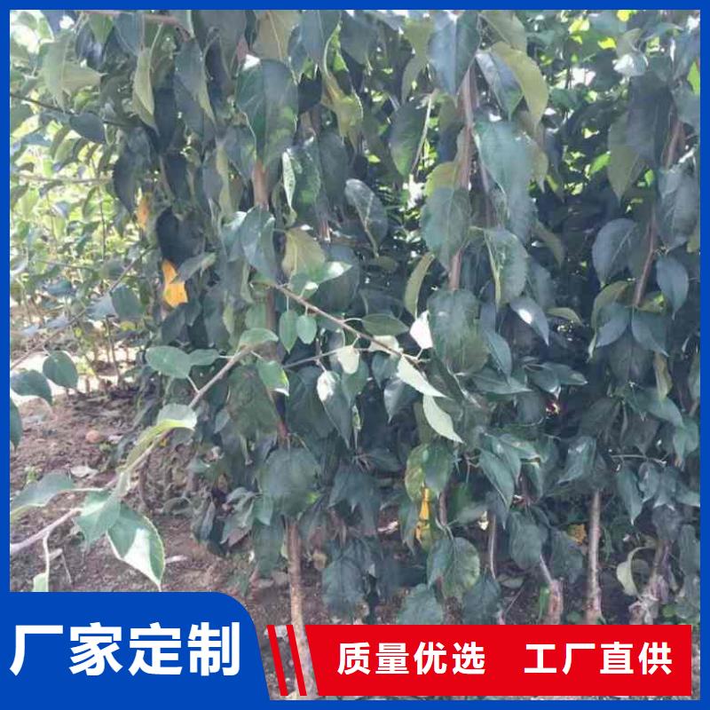 苹果苗梨树苗大库存无缺货危机