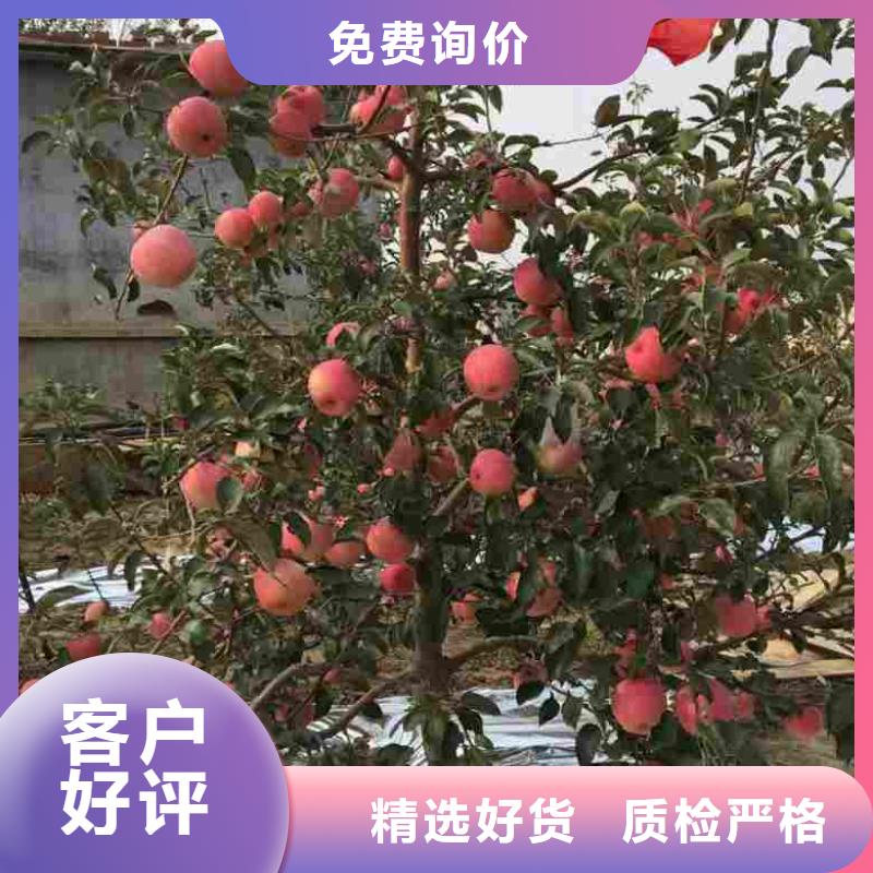 苹果苗梨树苗常年供应