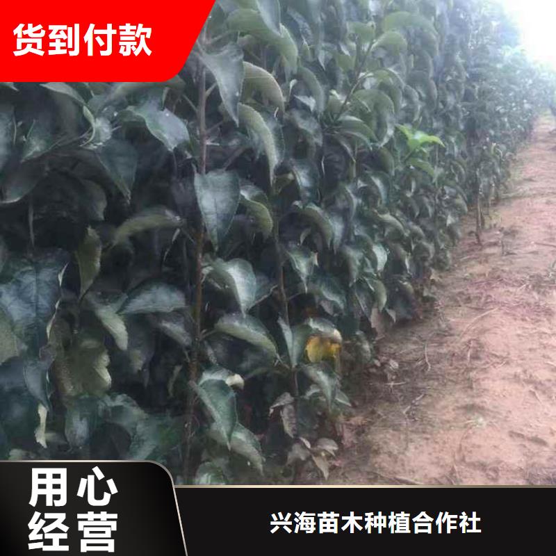 苹果苗梨树苗大库存无缺货危机