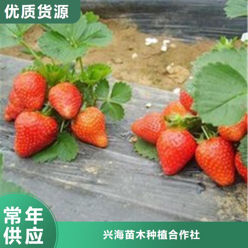 【草莓苗核桃苗厂家经验丰富】