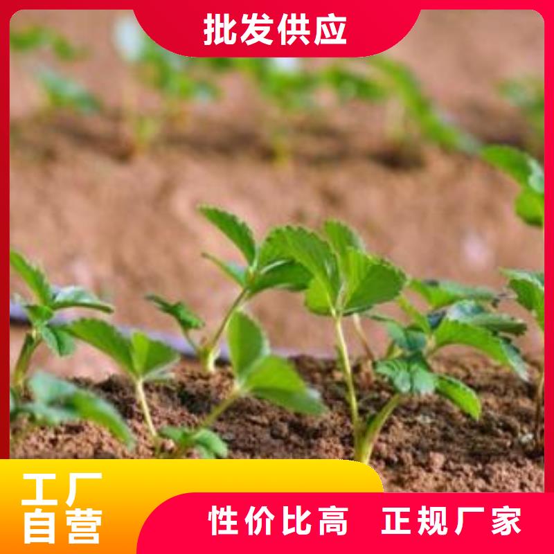 草莓苗梨树苗实力才是硬道理