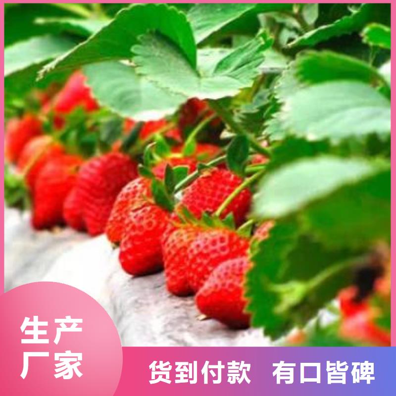 【草莓苗板栗苗按需定制】