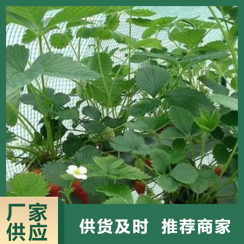 草莓苗桃树苗厂家工艺先进