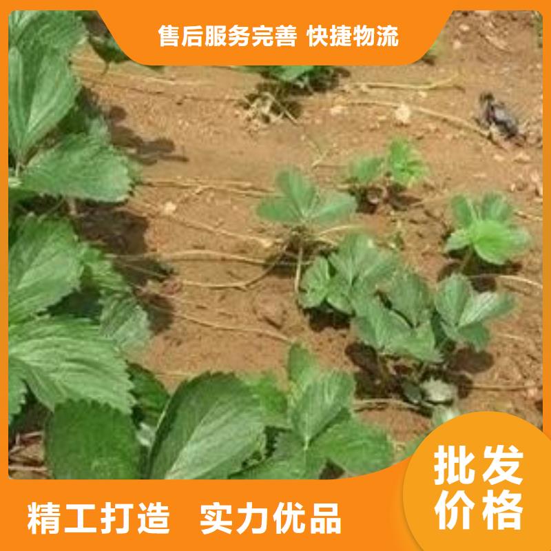 【草莓苗】-桃树苗源厂直接供货