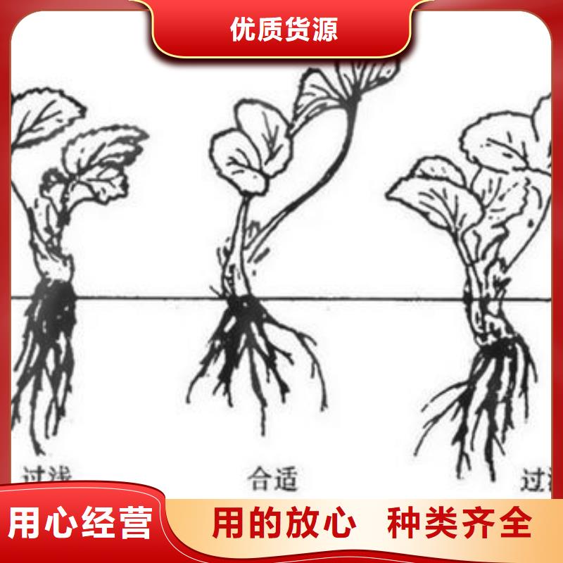 【草莓苗板栗苗按需定制】