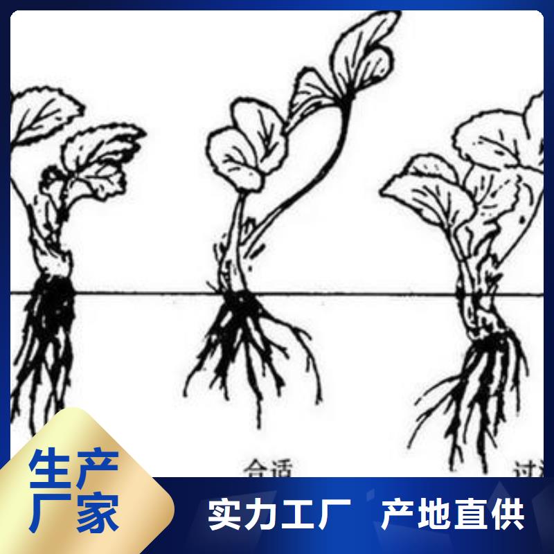 草莓苗梨树苗实力才是硬道理