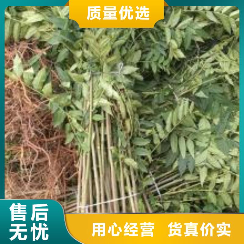 香椿苗,板栗苗加工定制