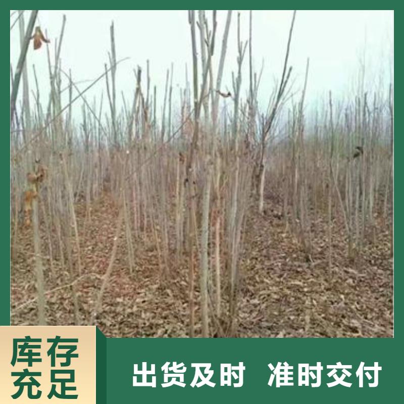 香椿苗梨树苗让客户买的放心
