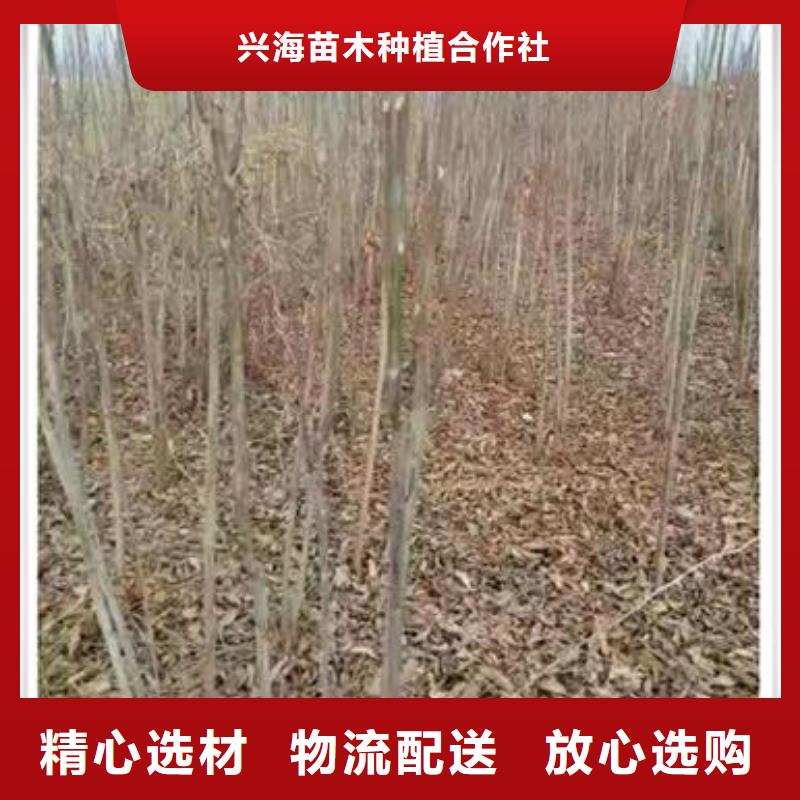 香椿苗,核桃苗定金锁价