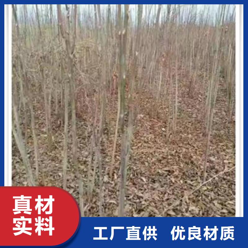 香椿苗板栗苗质量好