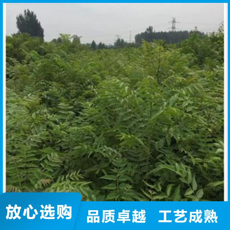 香椿苗_梨树苗大量现货